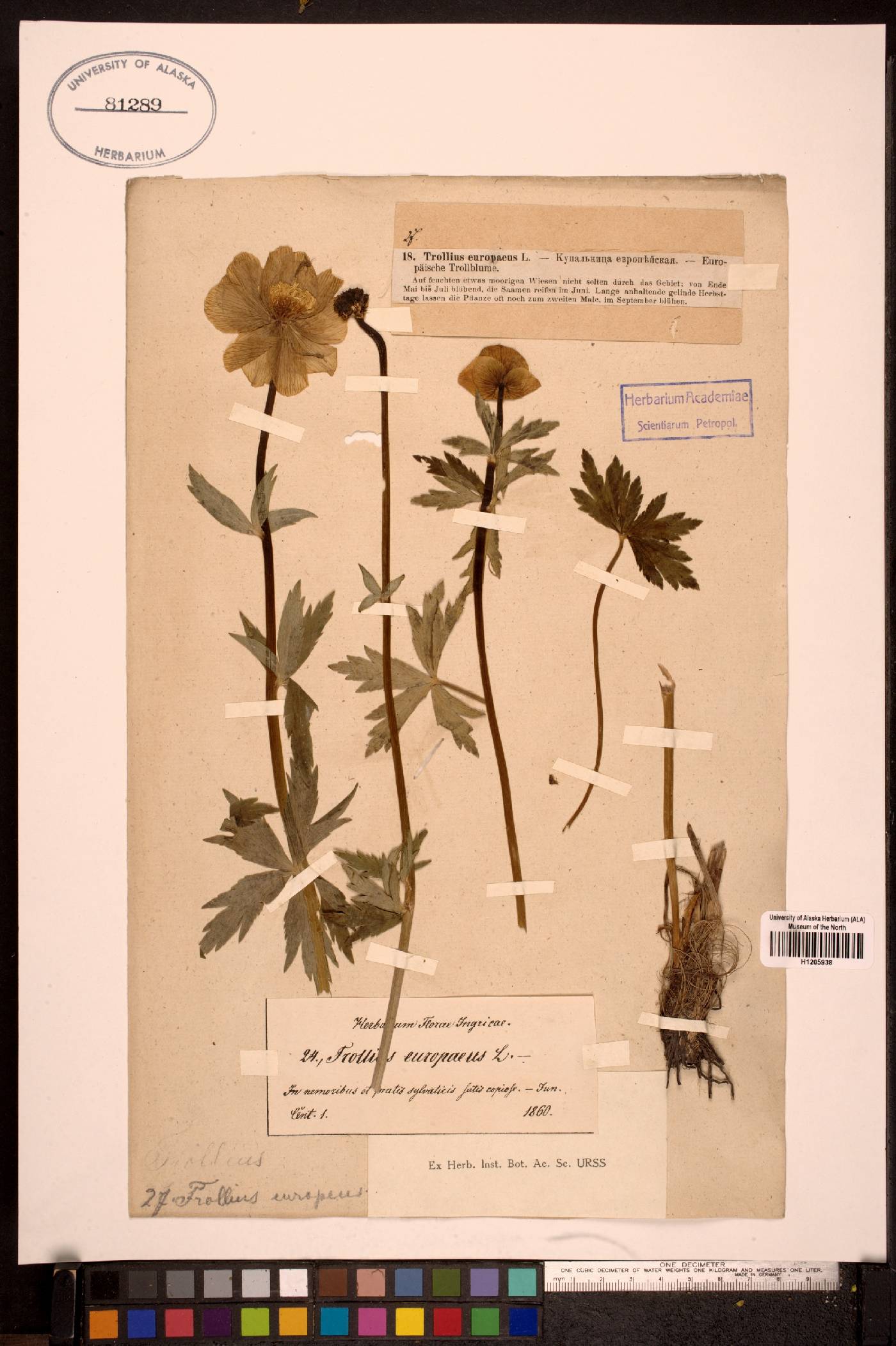 Trollius europaeus image