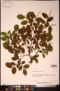 Vaccinium ovalifolium image