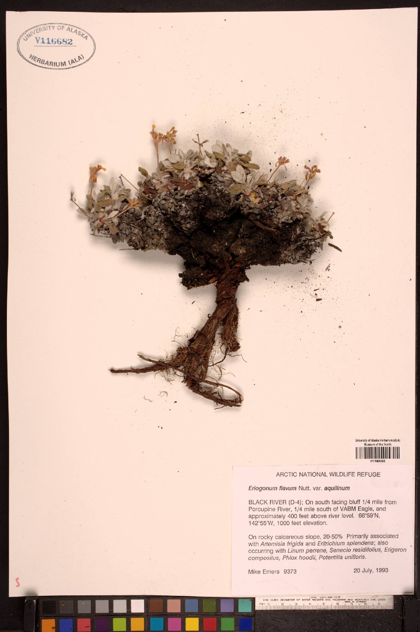 Eriogonum flavum var. aquilinum image