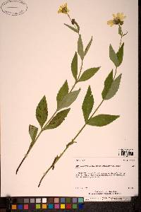 Pentacalia amplexicaulis image