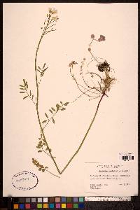 Cardamine pratensis image