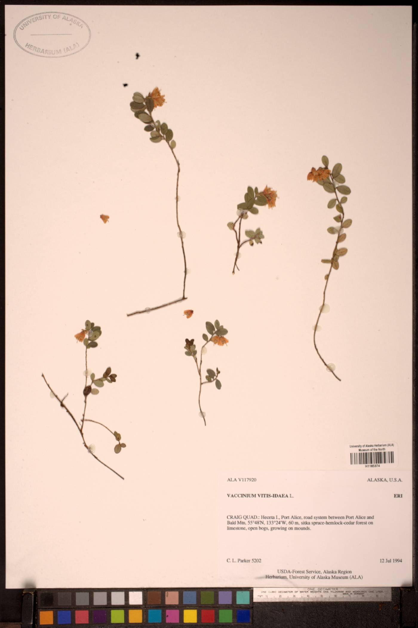 Vaccinium vitis-idaea image