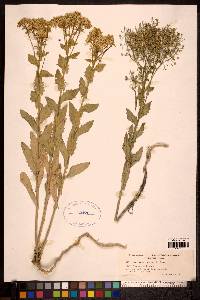 Lepidium draba image