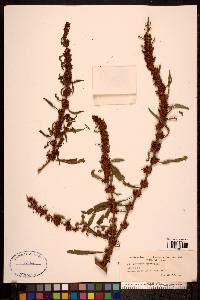 Rumex palustris image