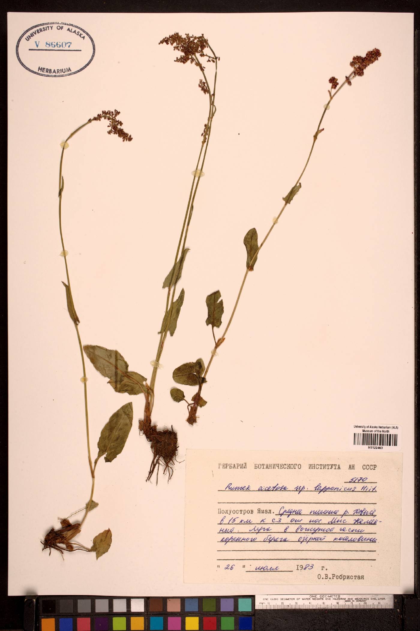 Rumex acetosa subsp. lapponicus image