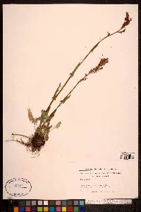 Rumex acetosa image