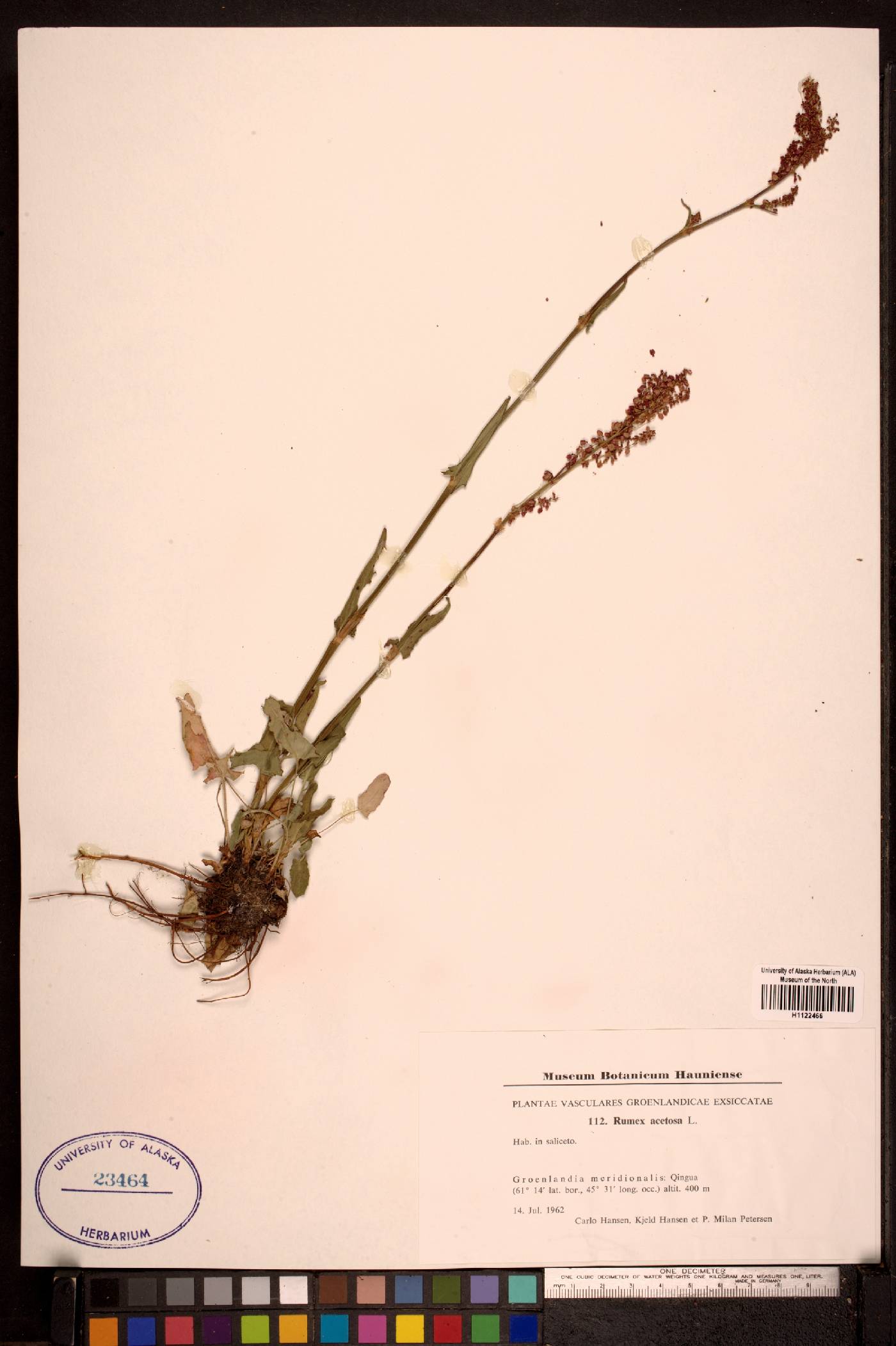 Rumex acetosa subsp. acetosa image