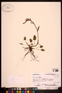 Rumex acetosa image