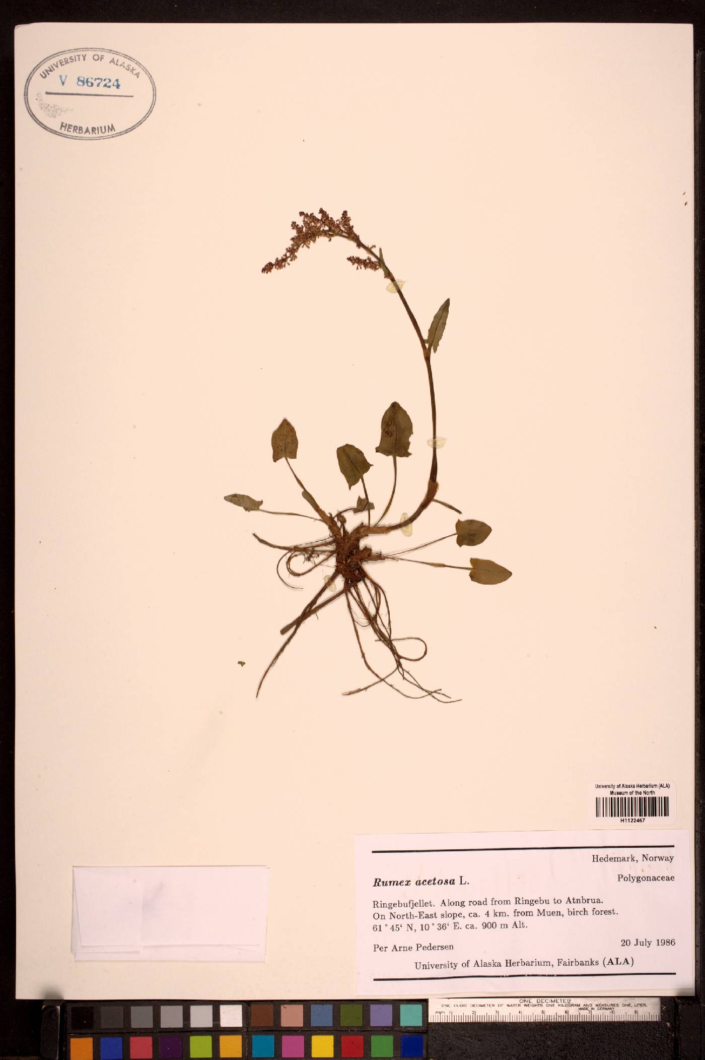 Rumex acetosa subsp. lapponicus image