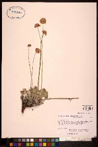 Eriogonum ovalifolium image