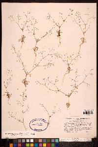 Eriogonum spergulinum image