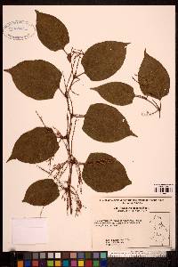 Reynoutria japonica image