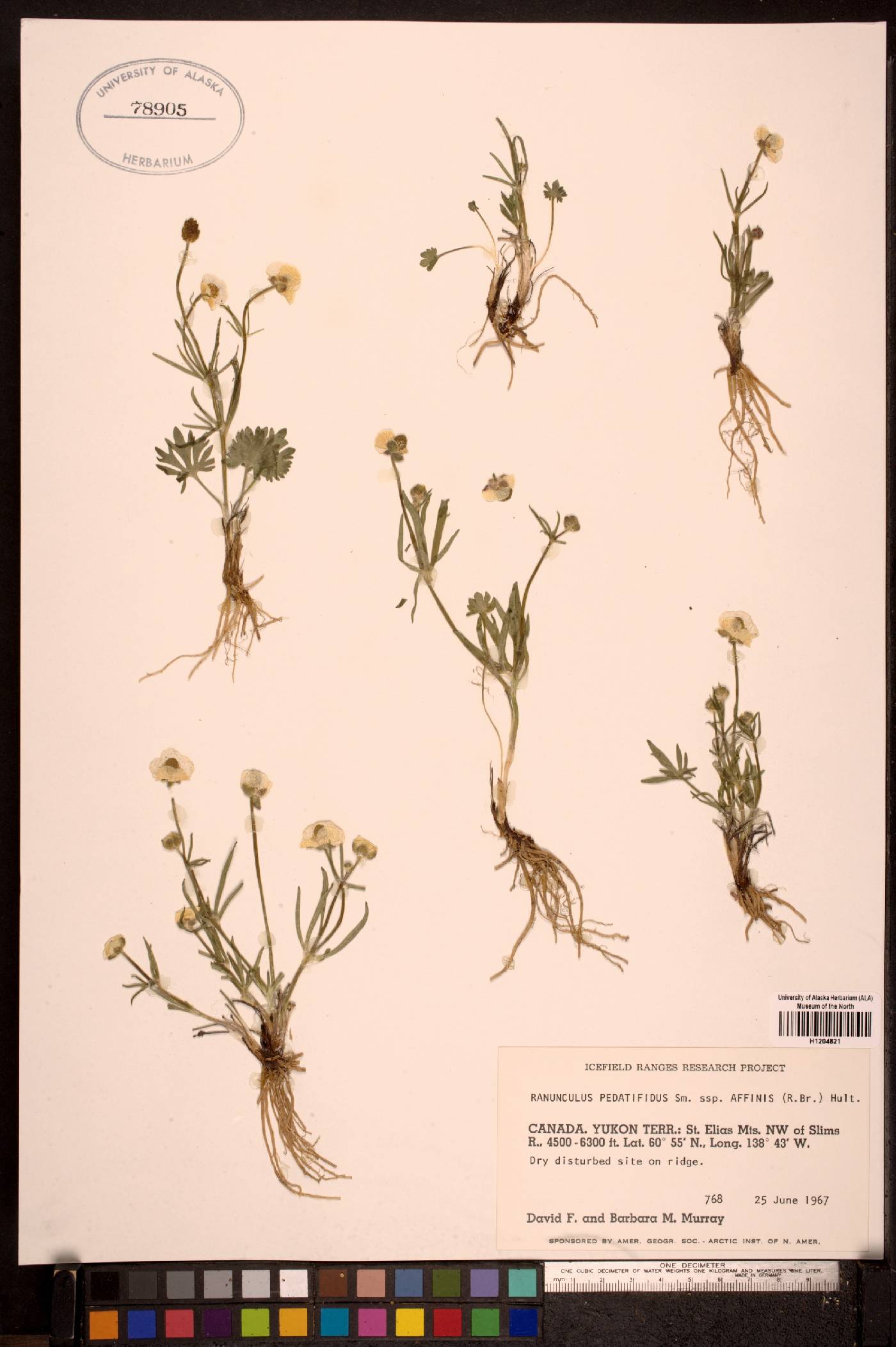 Ranunculus pedatifidus var. affinis image