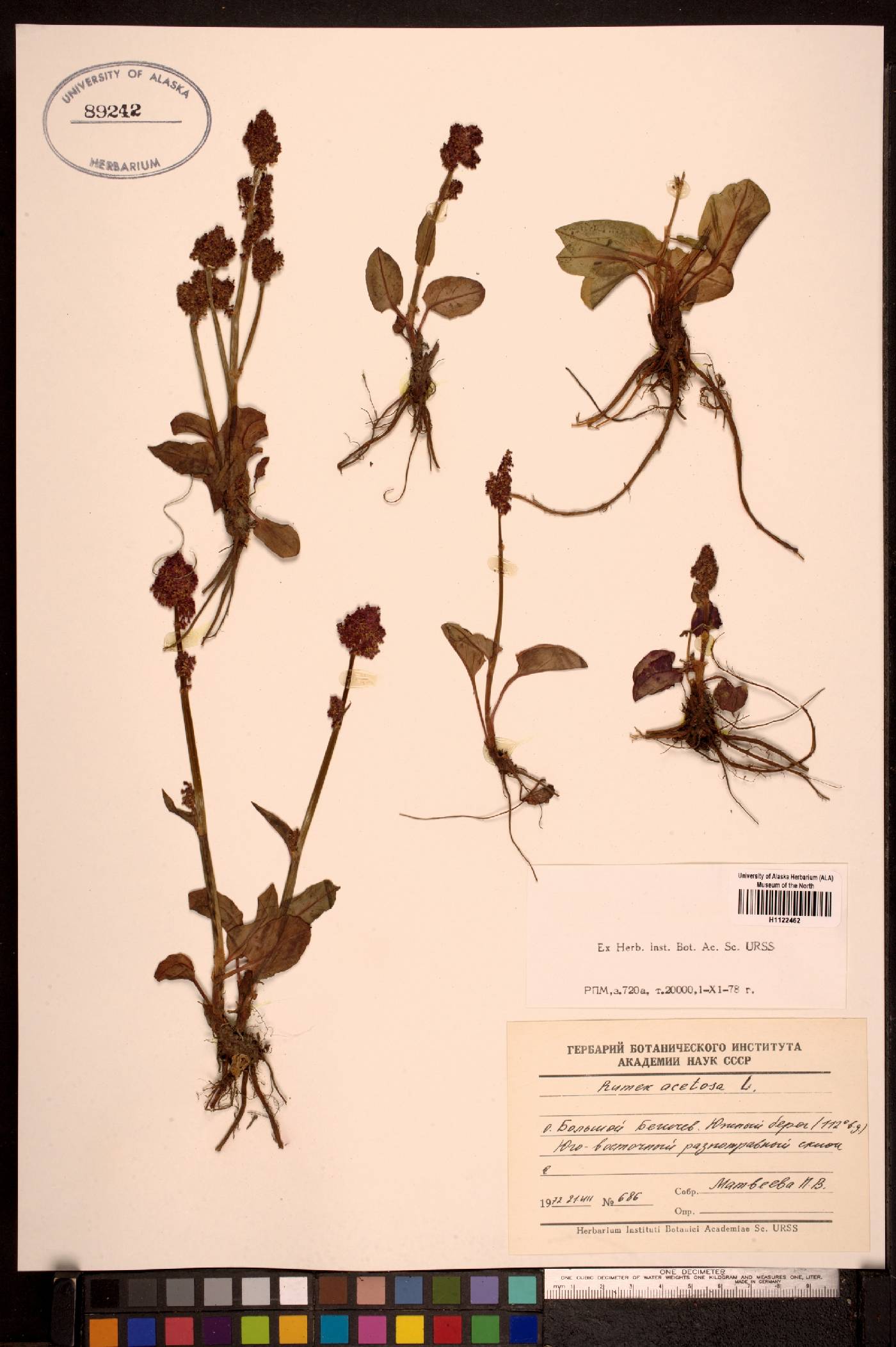 Rumex acetosa subsp. pseudoxyria image