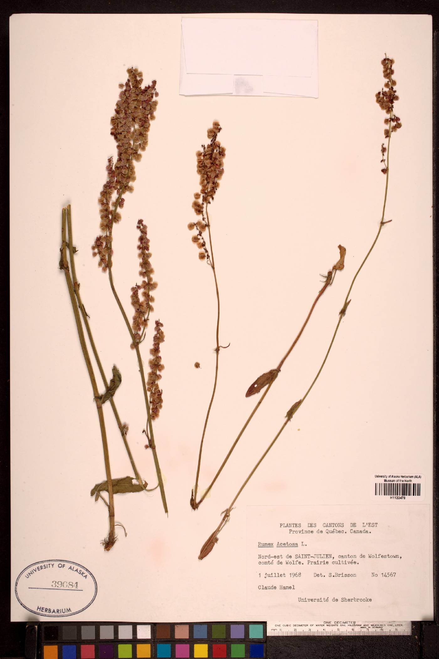 Rumex acetosa image