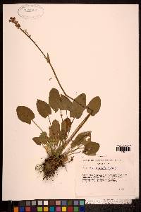 Rumex alpestris image