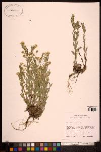 Draba aurea image