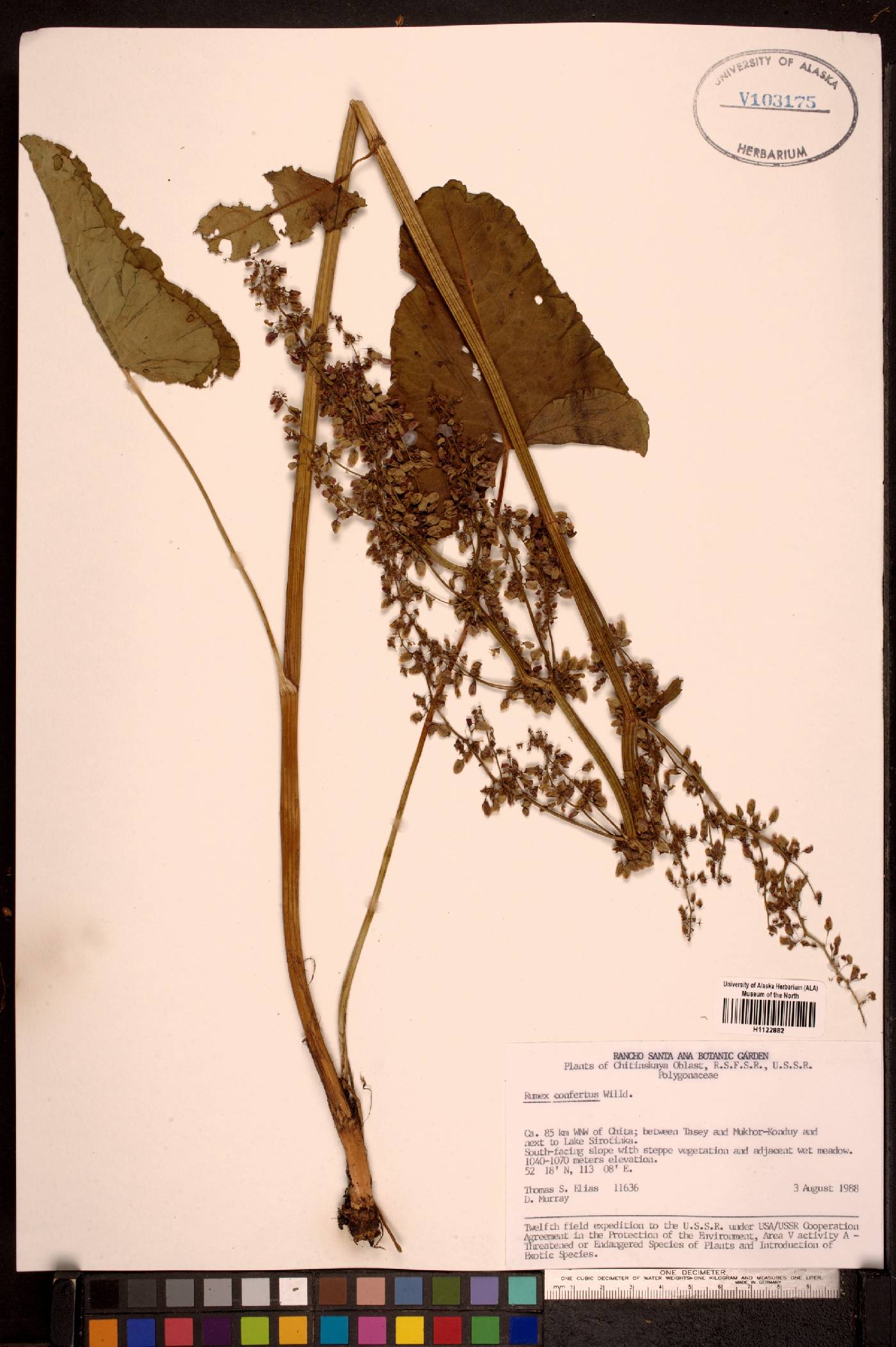 Rumex confertus image