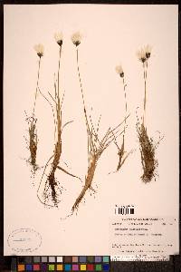 Eriophorum callitrix image