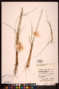 Eriophorum chamissonis image