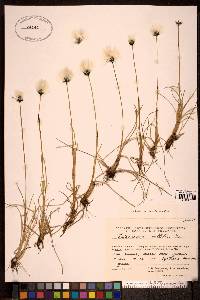 Eriophorum callitrix image