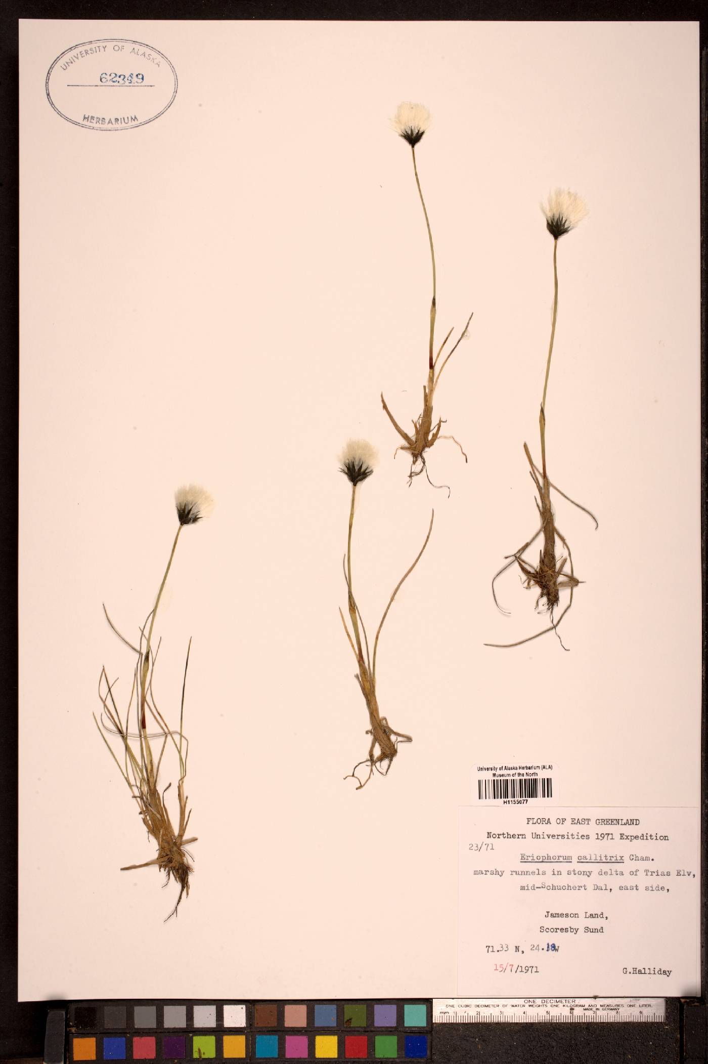 Eriophorum callitrix image