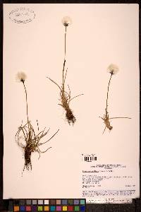 Eriophorum callitrix image