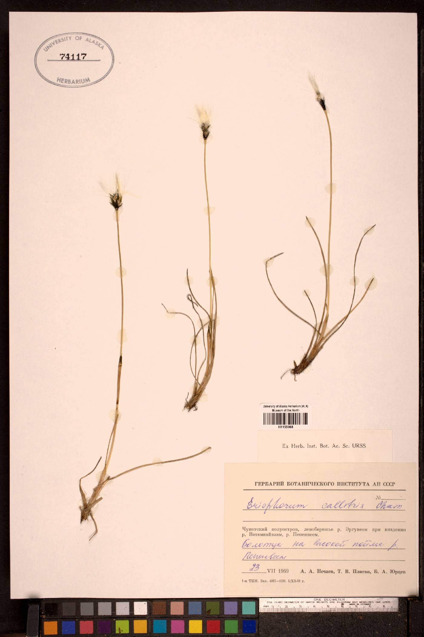 Eriophorum callitrix image