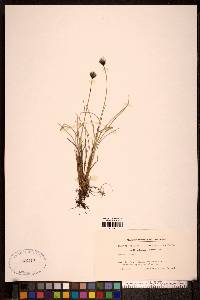 Eriophorum callitrix image