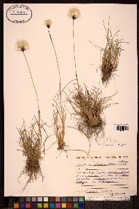 Eriophorum brachyantherum image