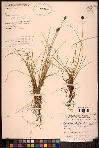 Eriophorum brachyantherum image