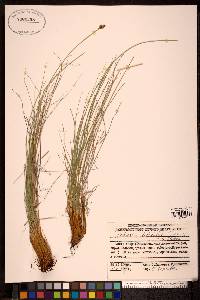 Kobresia filifolia image