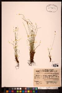 Image of Kobresia filifolia