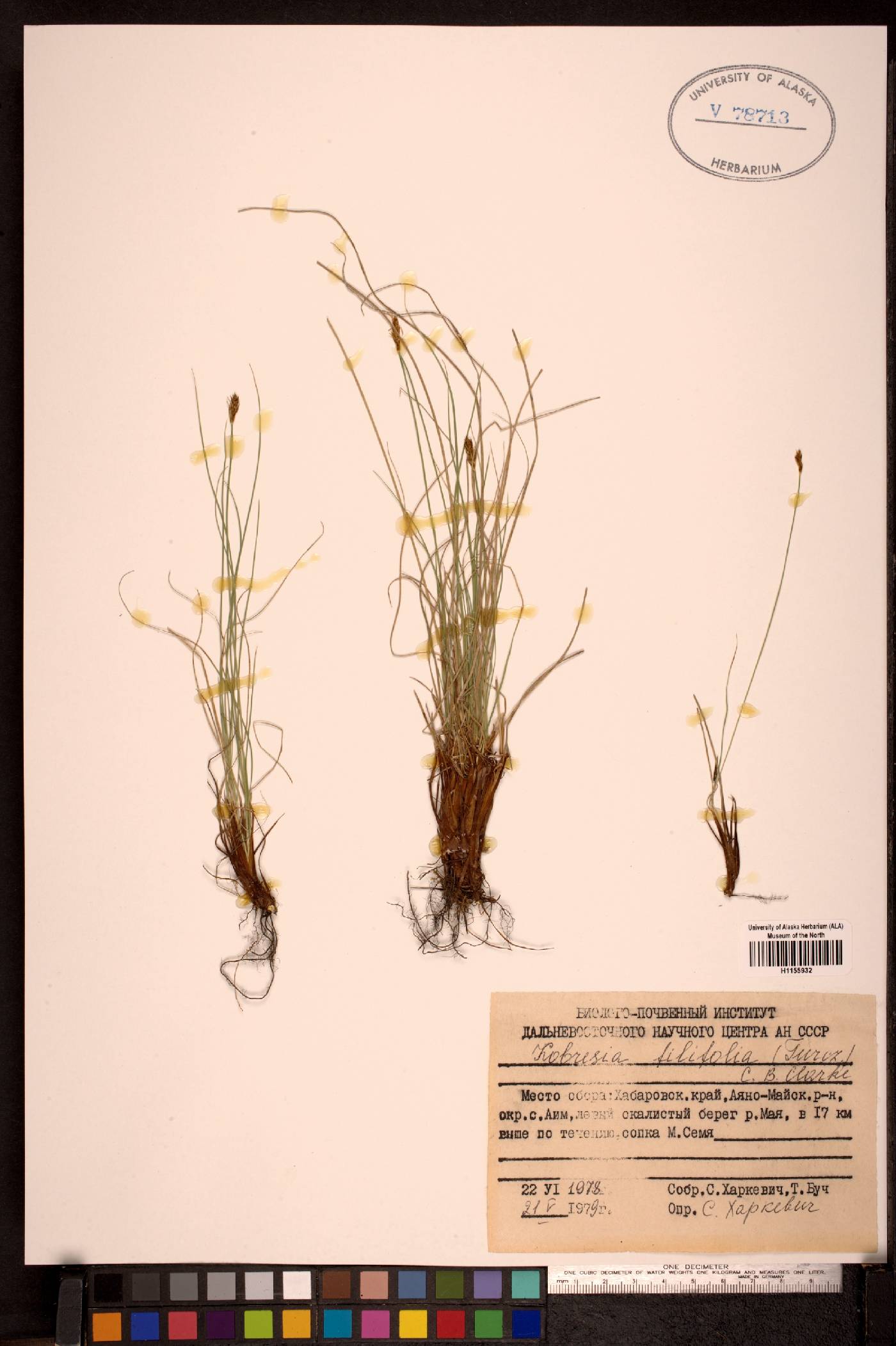 Kobresia filifolia image
