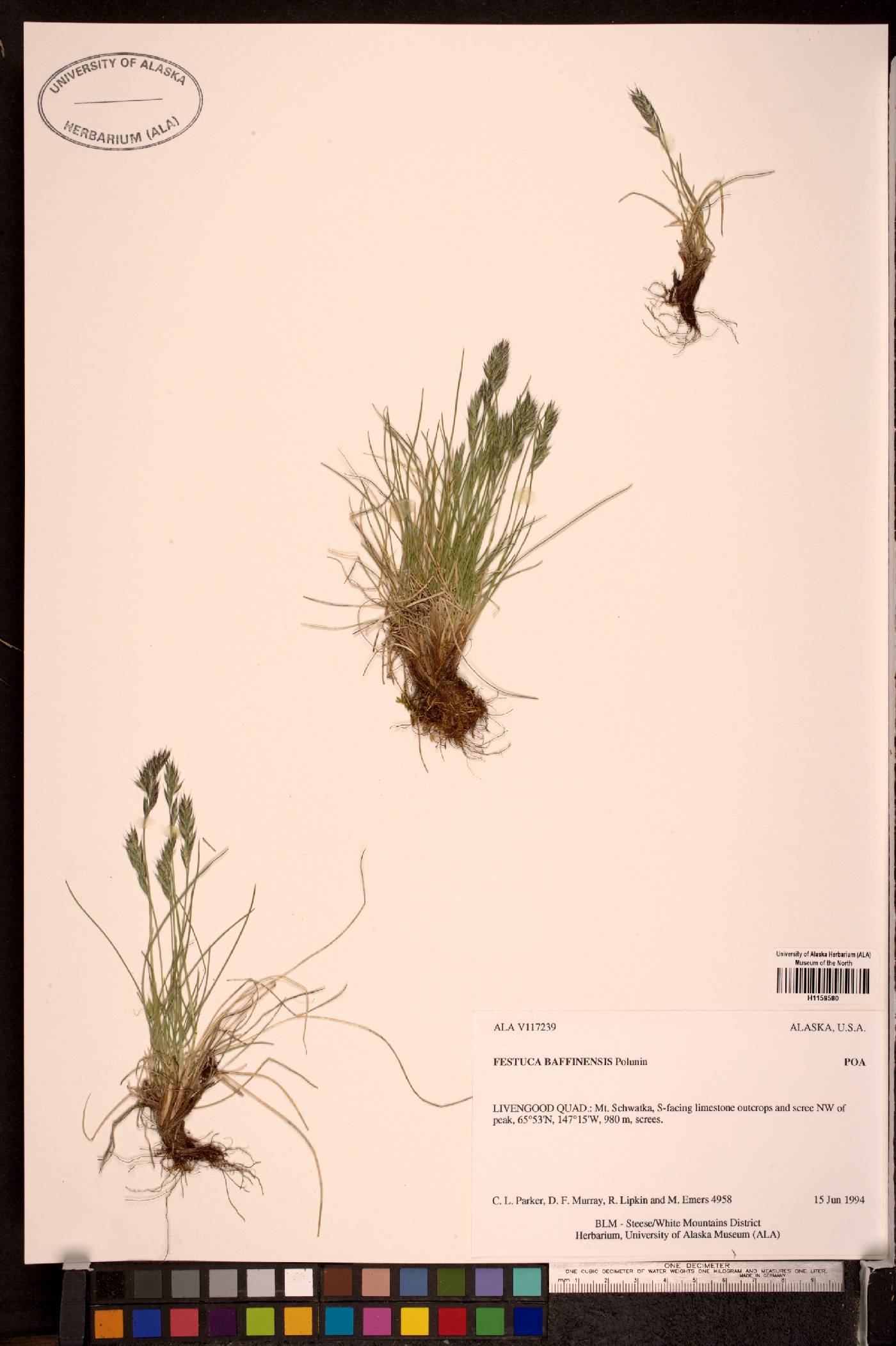 Festuca baffinensis image
