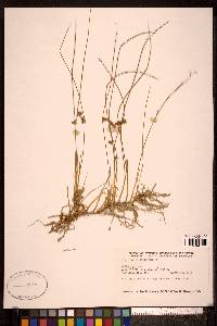 Juncus filiformis image
