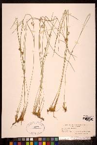 Juncus filiformis image