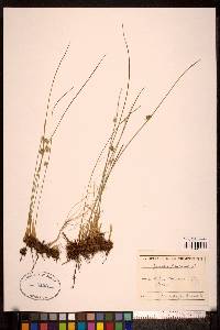 Juncus filiformis image