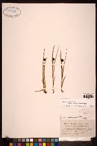 Juncus castaneus subsp. castaneus image