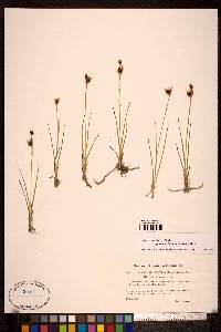 Juncus castaneus subsp. castaneus image