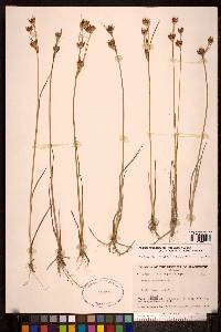 Juncus castaneus image