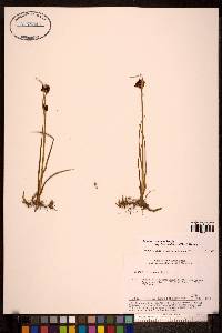 Juncus castaneus image