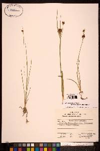 Juncus castaneus subsp. leucochlamys image