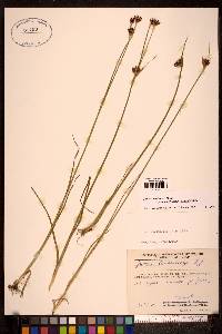 Juncus castaneus subsp. leucochlamys image