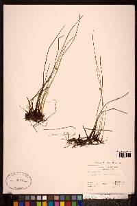 Juncus filiformis image