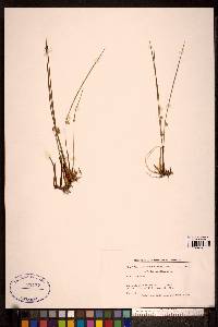 Juncus filiformis image