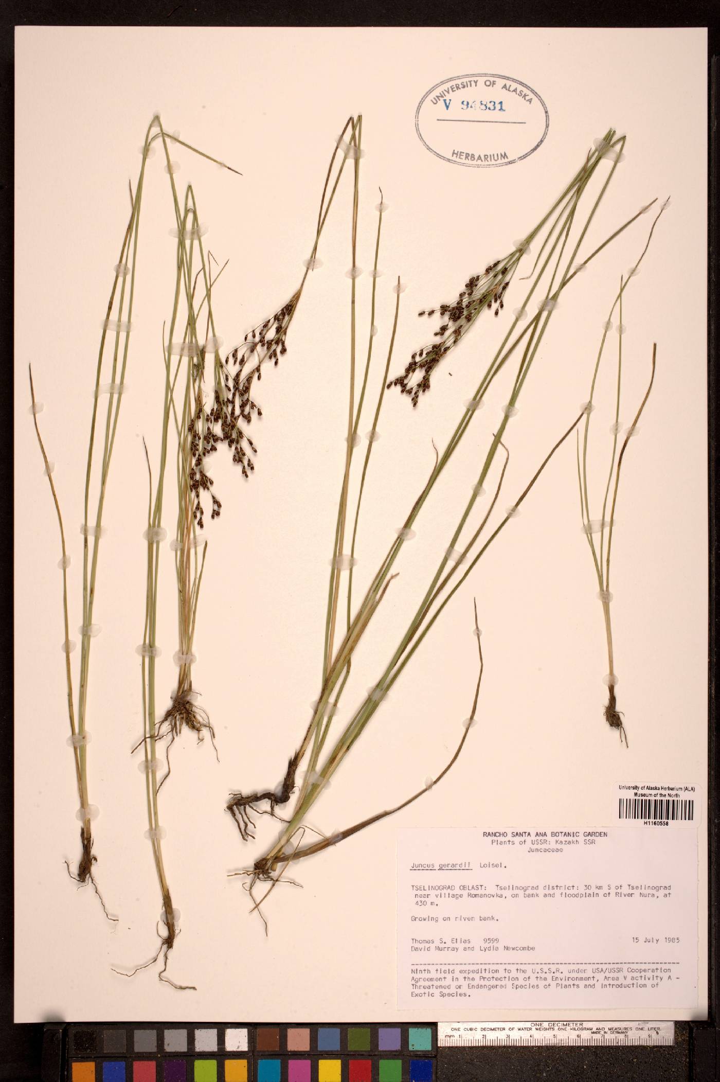Juncus gerardii image
