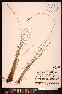 Kobresia filifolia image