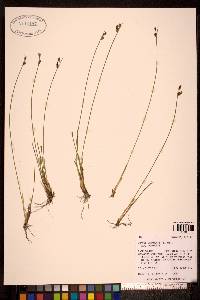 Juncus drummondii image