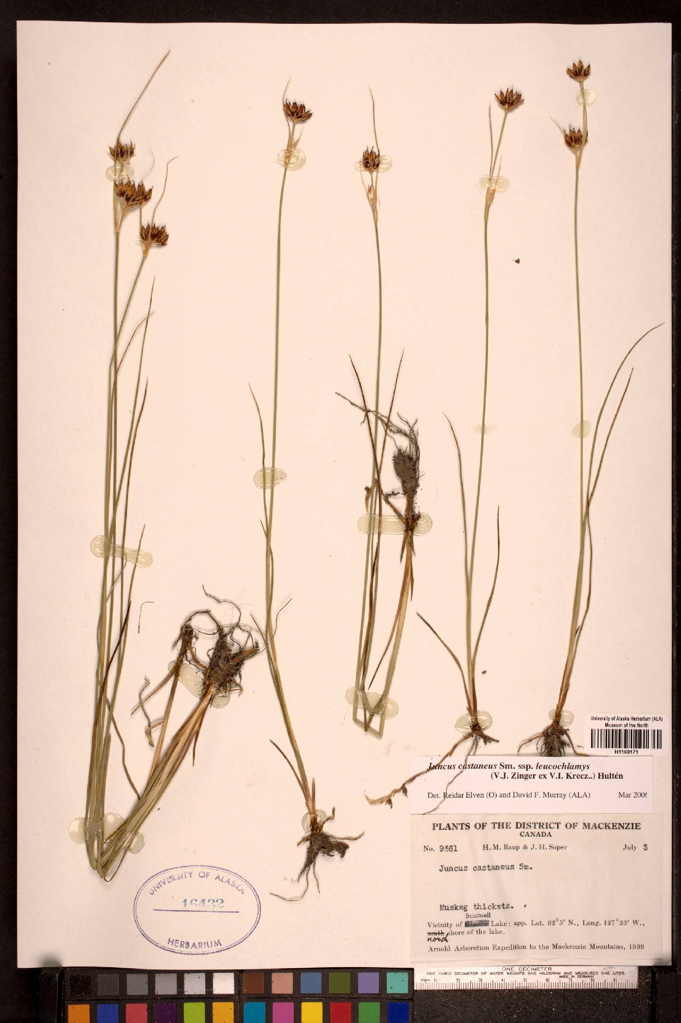 Juncus castaneus subsp. castaneus image